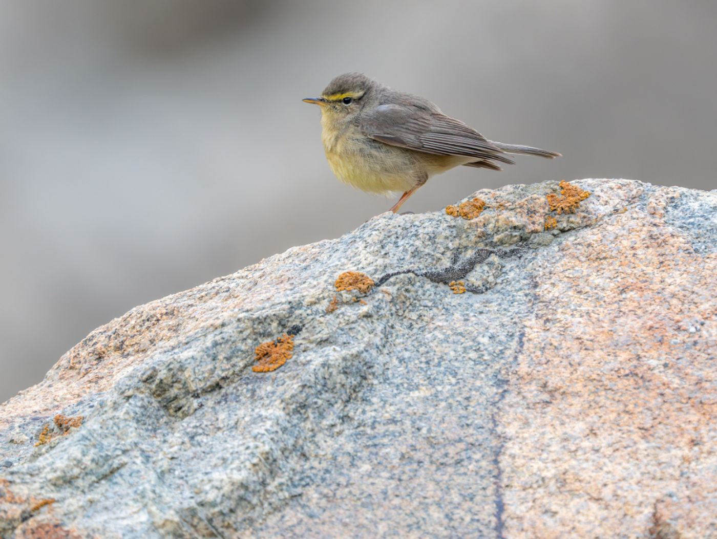 Suphur-bellied warbler © Machiel Valkenburg