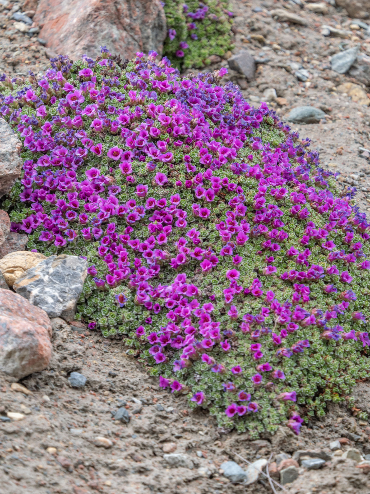 Saxifraga oppositifolia © Machiel Valkenburg
