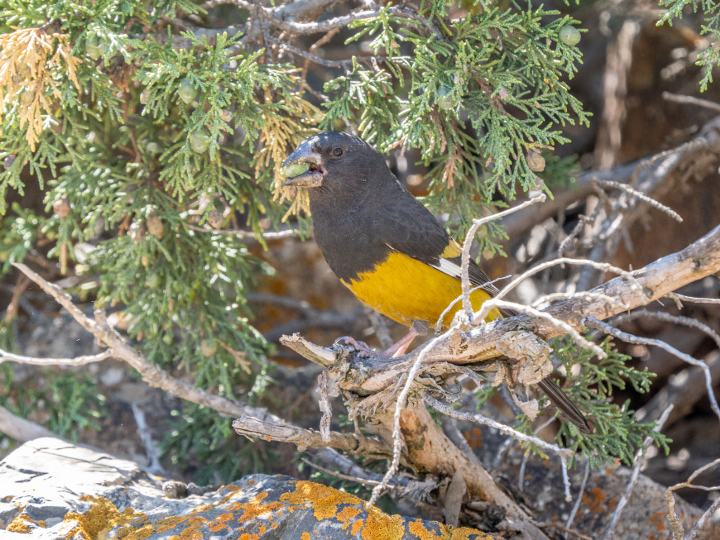 White-winged grosbeak © Machiel Valkenburg