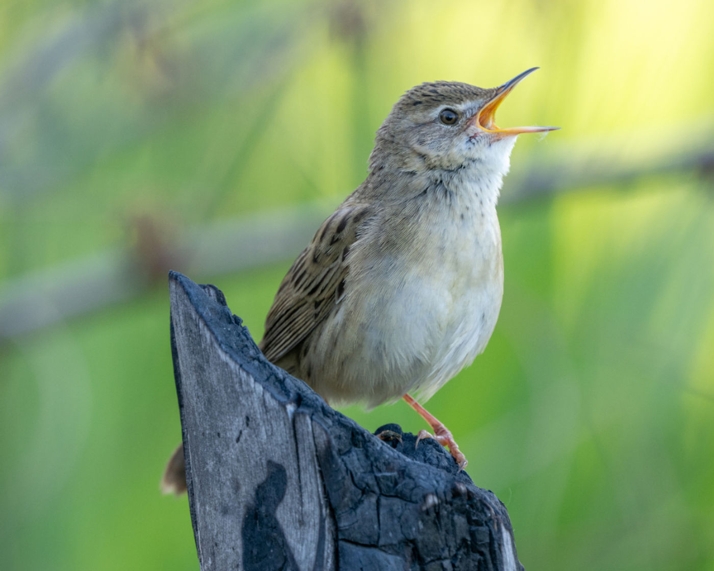 Common grasshopper warbler © Machiel Valkenburg