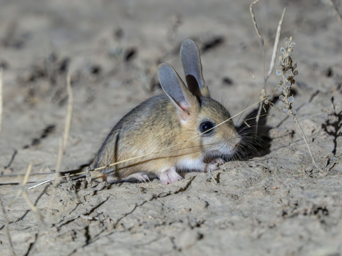 Vijfteendwergspringmuis © Machiel Valkenburg