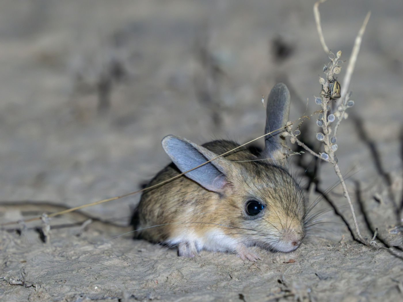 Vijfteendwergspringmuis © Machiel Valkenburg