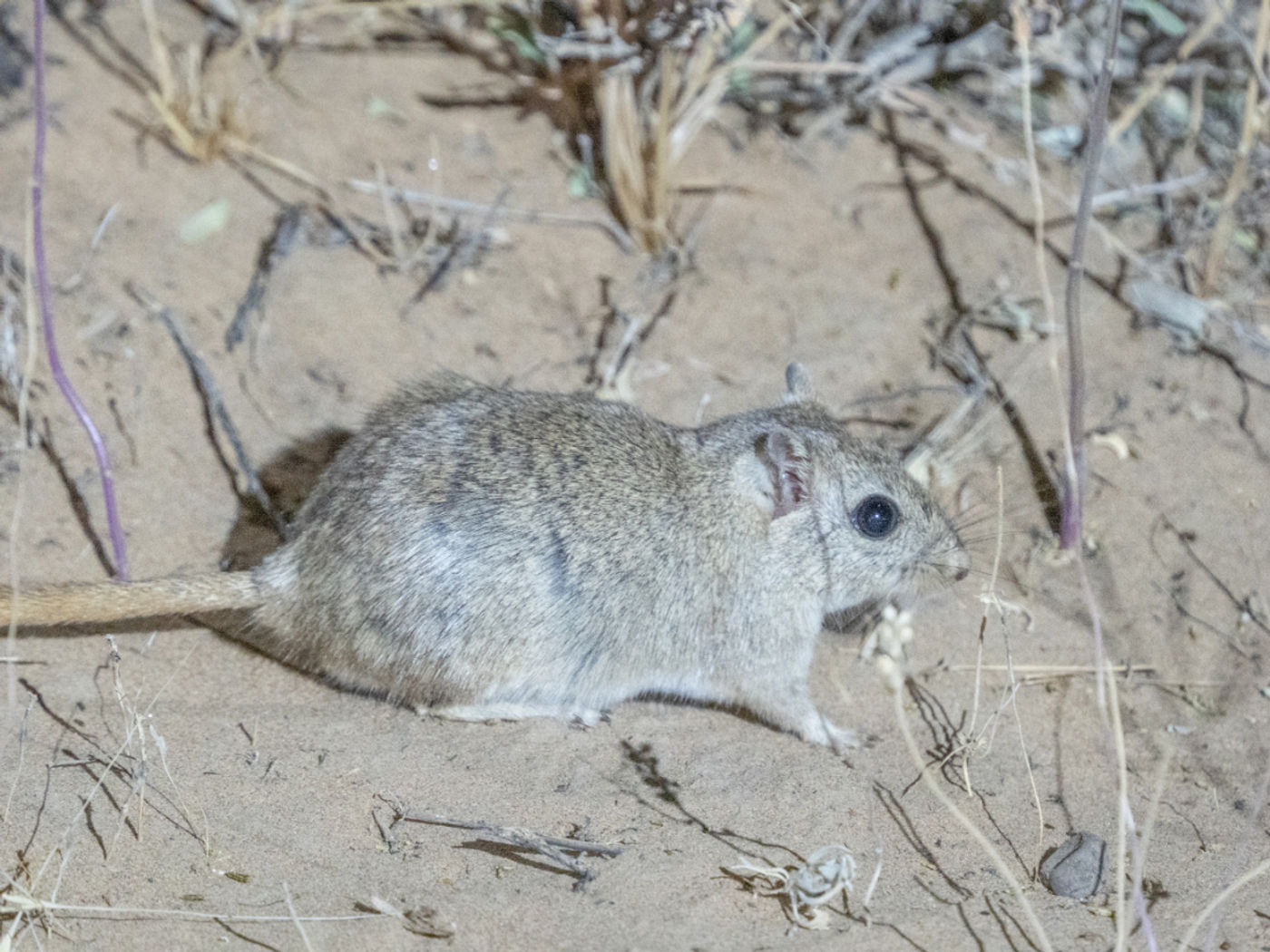 Grote renmuis © Machiel Valkenburg