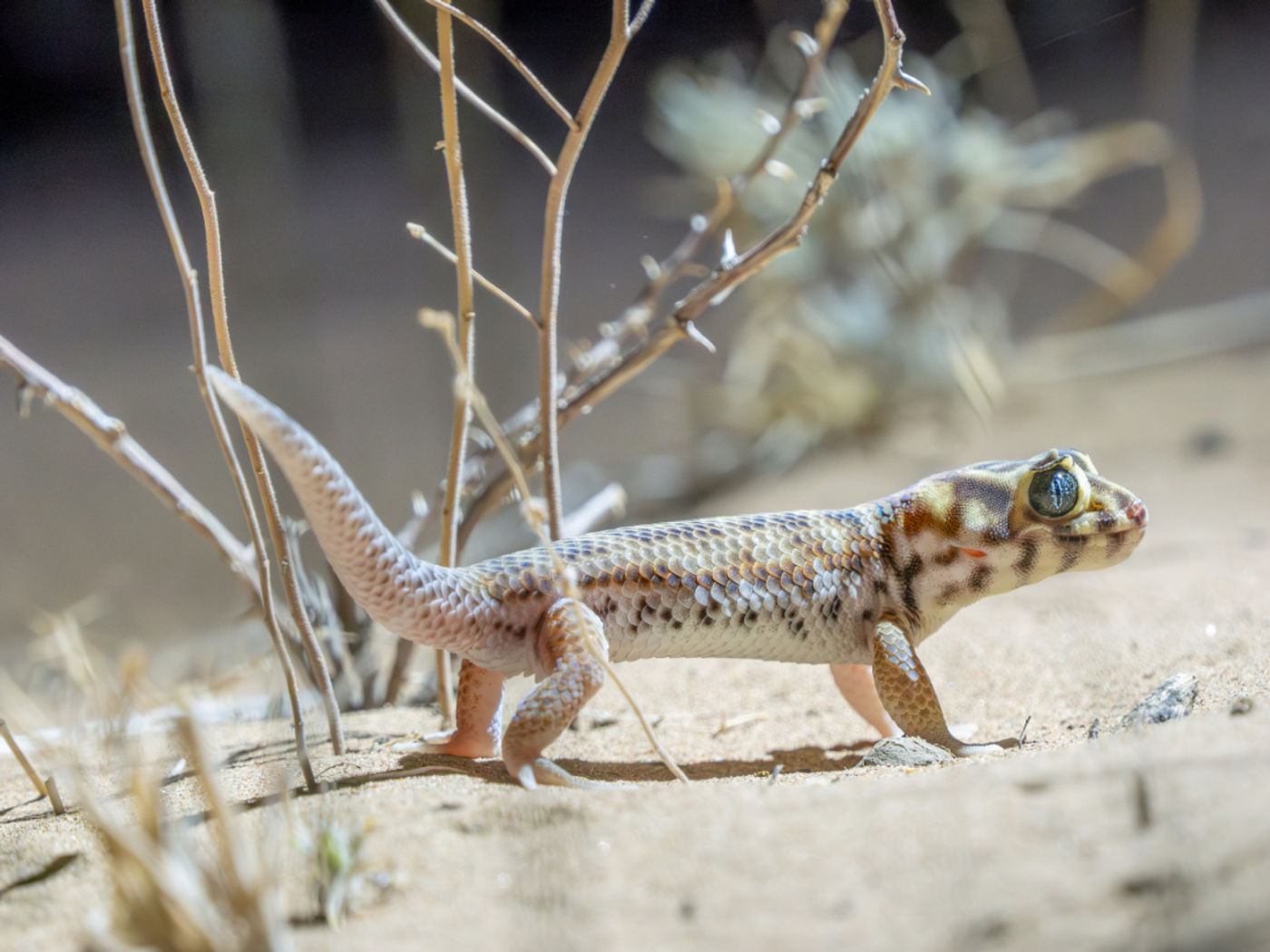 Gewone wondergekko © Machiel Valkenburg