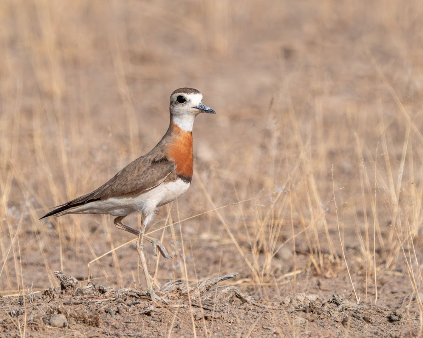 Caspian plover © Machiel Valkenburg