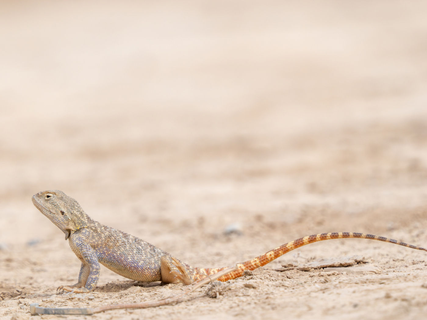 Steppe agamas © Machiel Valkenburg