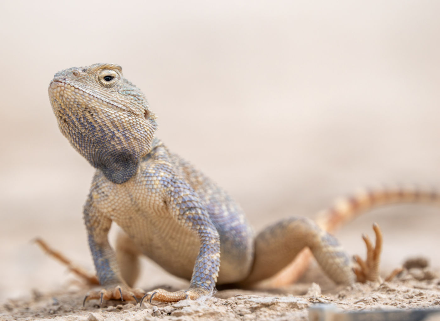 Steppe agamas © Machiel Valkenburg