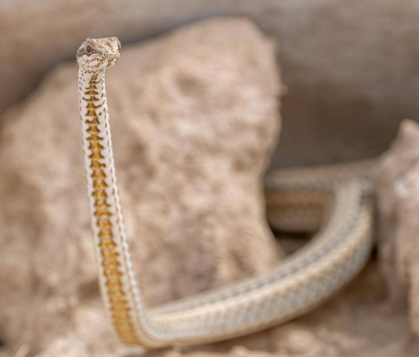 Dwarf sand boa © Machiel Valkenburg