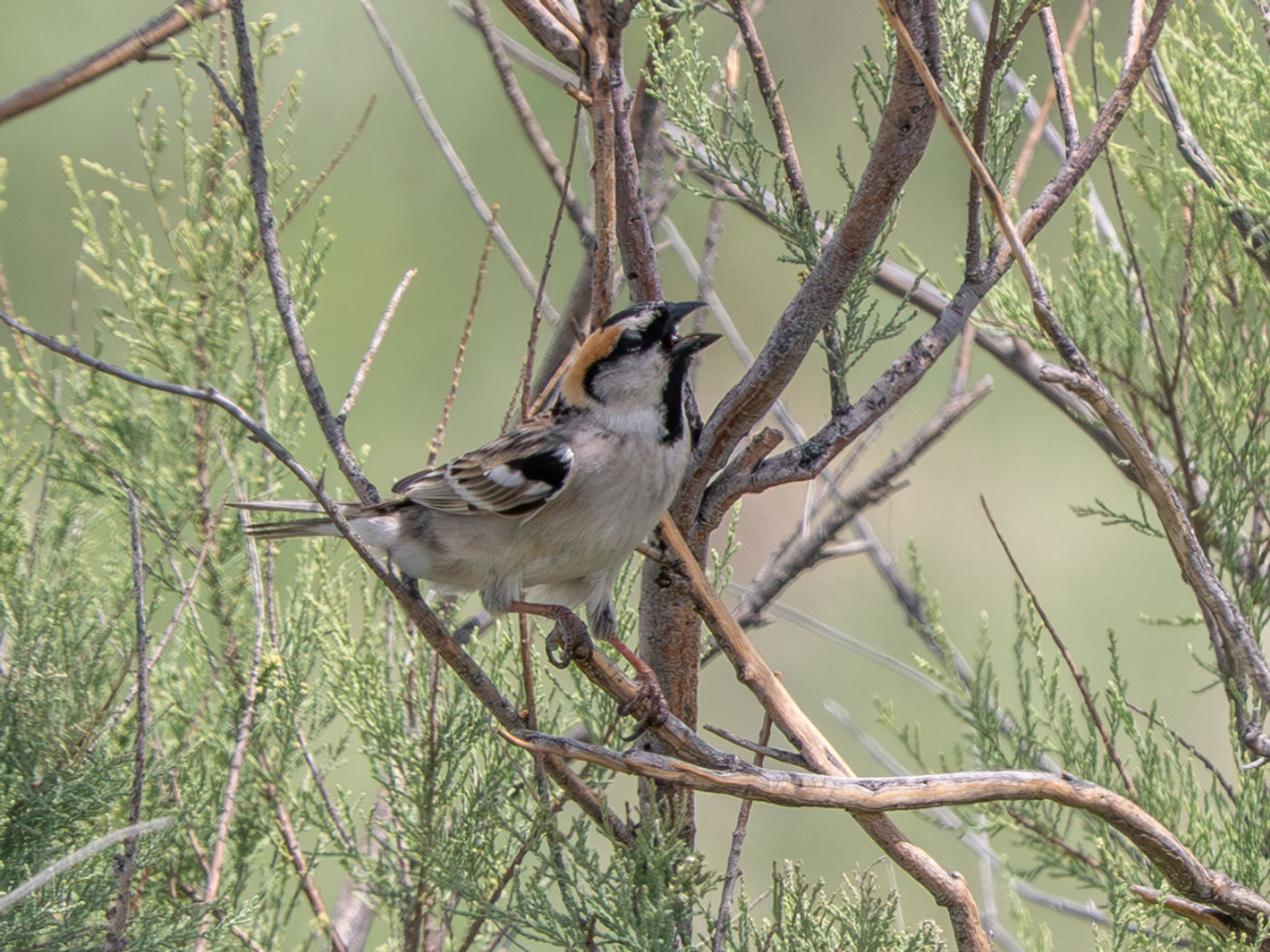 Saxaul sparrow © Machiel Valkenburg