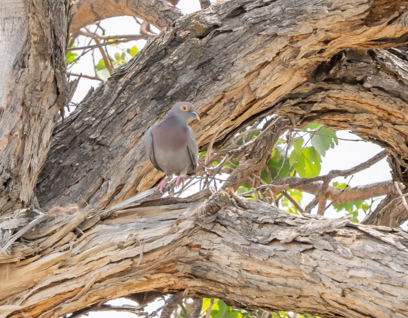 Yellow-eyed pigeon © Machiel Valkenburg