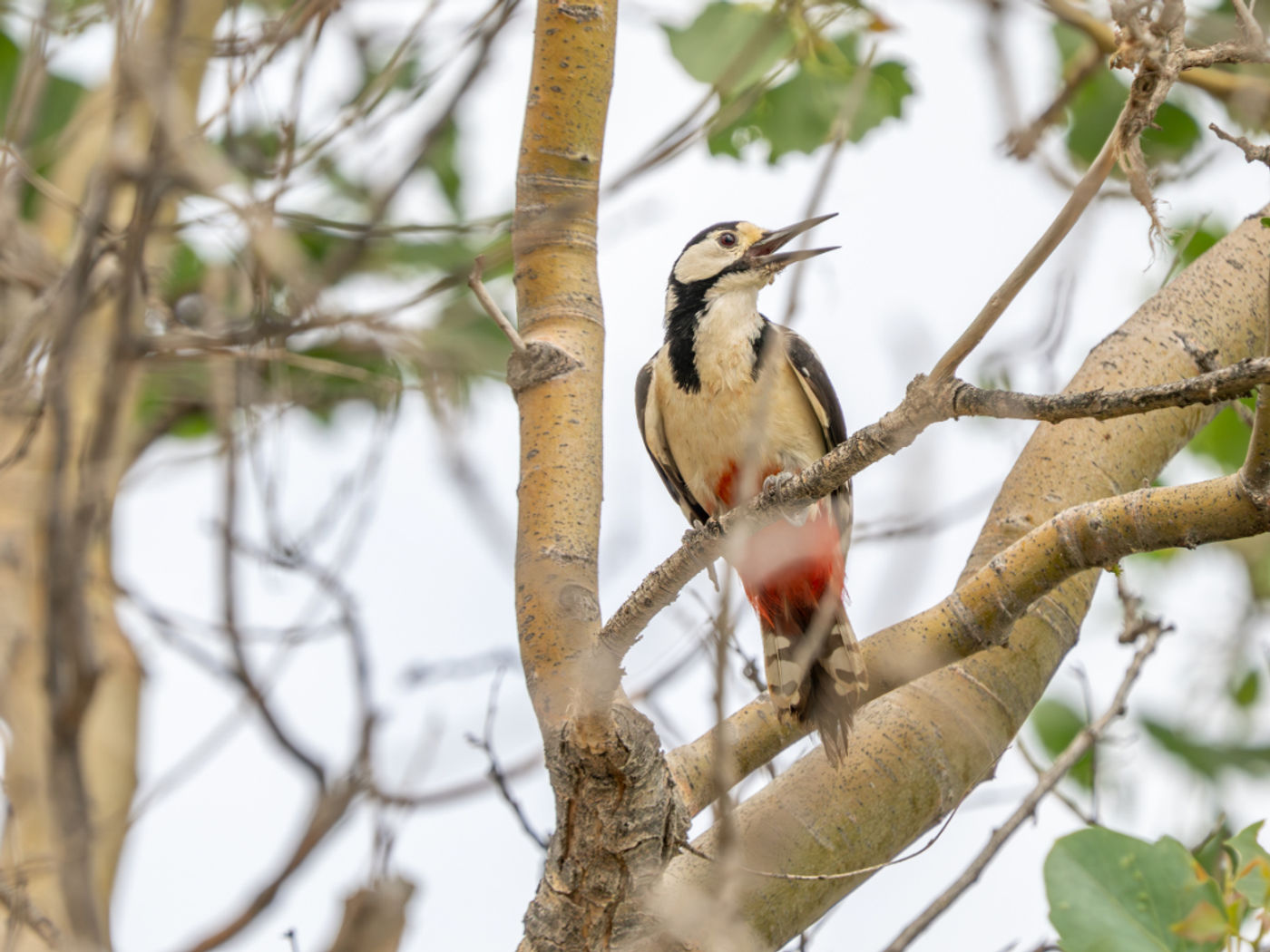 White-winged woodpecker © Machiel Valkenburg