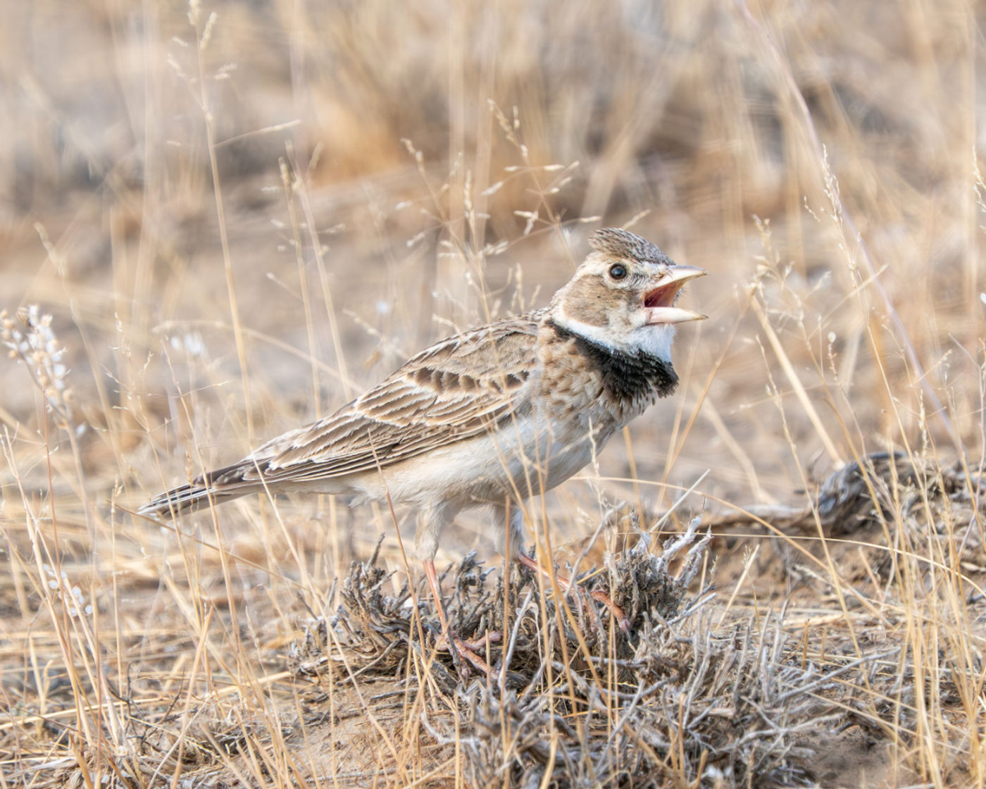 Calandra lark © Machiel Valkenburg