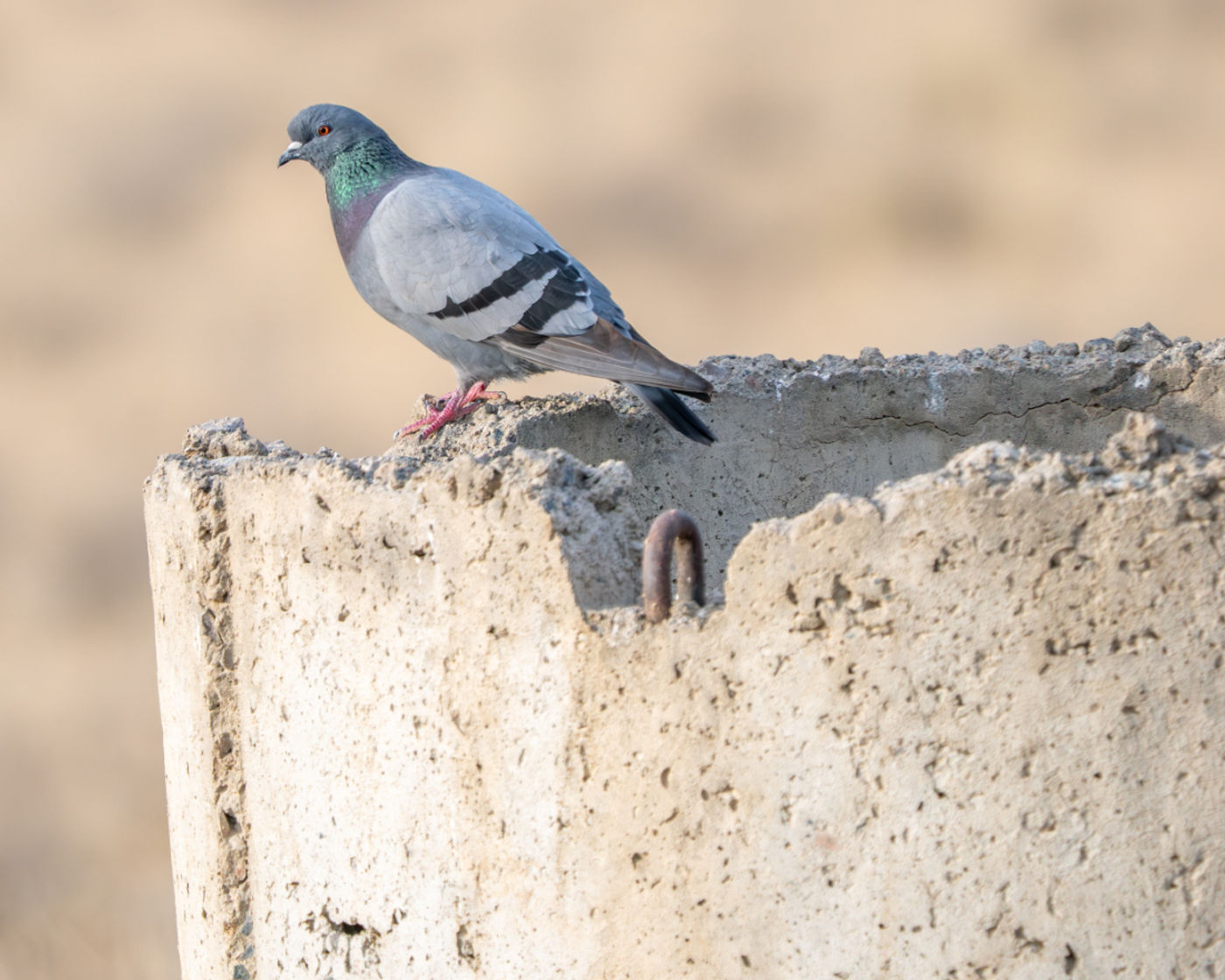Rock dove © Machiel Valkenburg