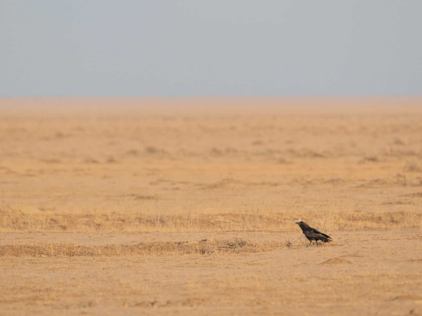 Brown-necked raven © Machiel Valkenburg