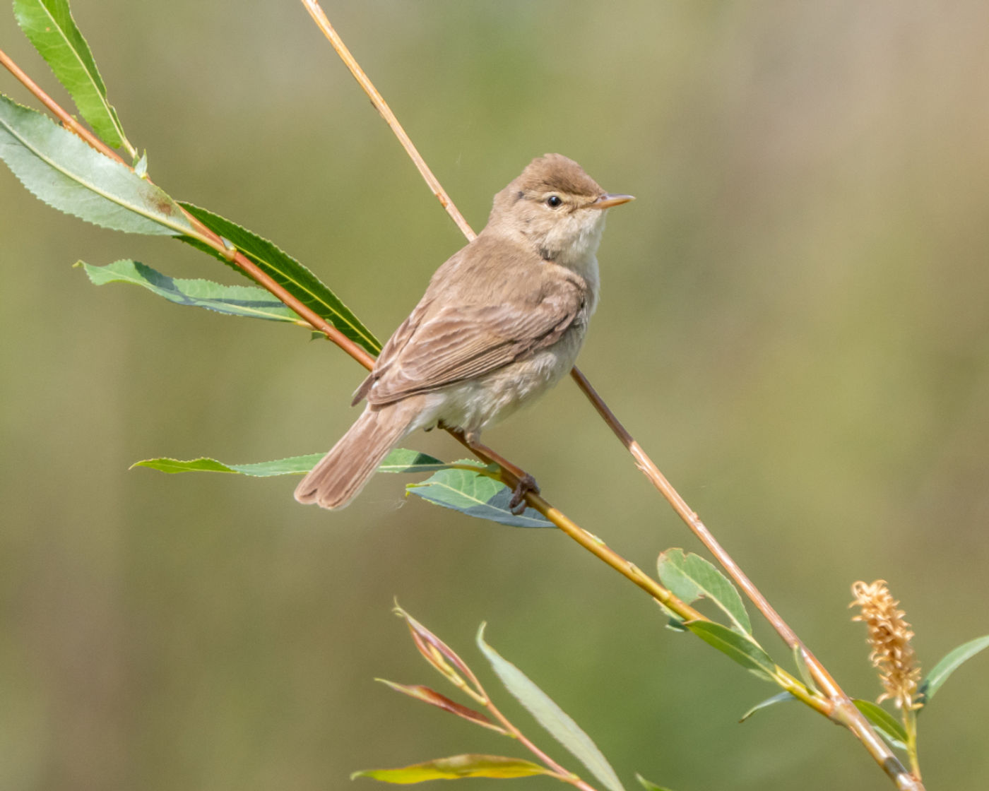 Booted warbler © Machiel Valkenburg