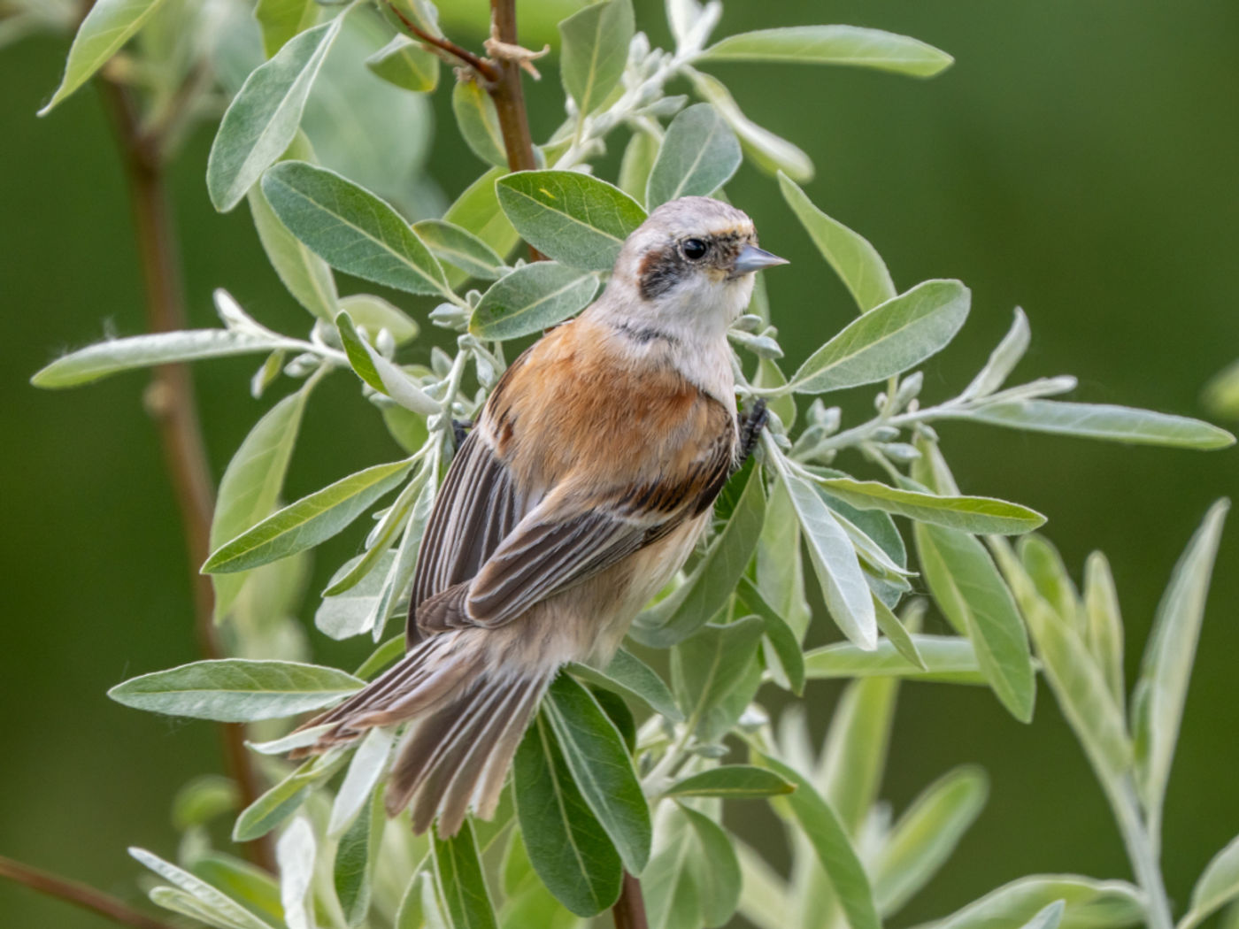 Eurasian penduline tit ssp caspius © Machiel Valkenburg