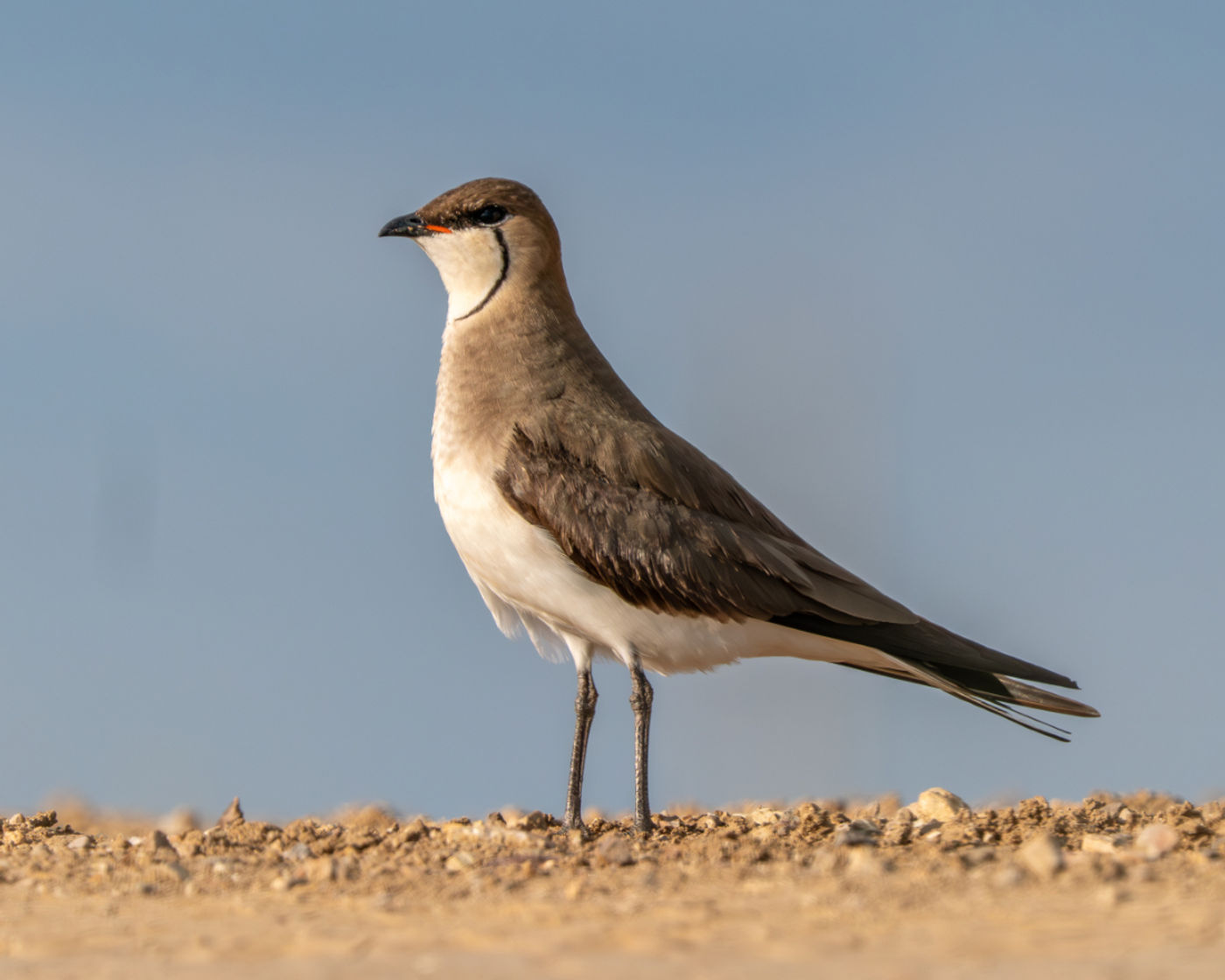 Black-winged pratincole © Machiel Valkenburg