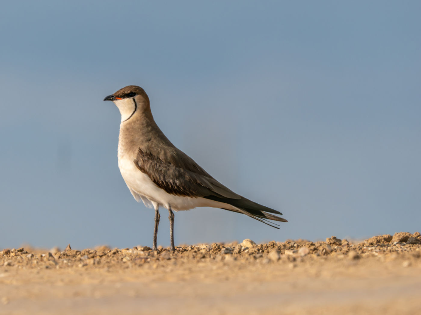 Black-winged pratincole © Machiel Valkenburg