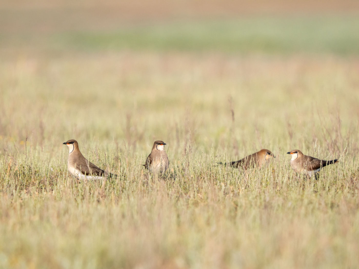 Black-winged pratincoles © Machiel Valkenburg