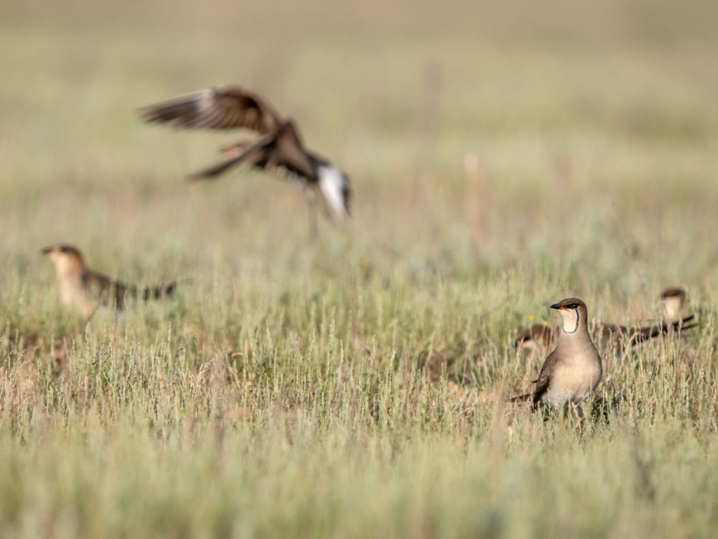 Black-winged pratincoles © Machiel Valkenburg