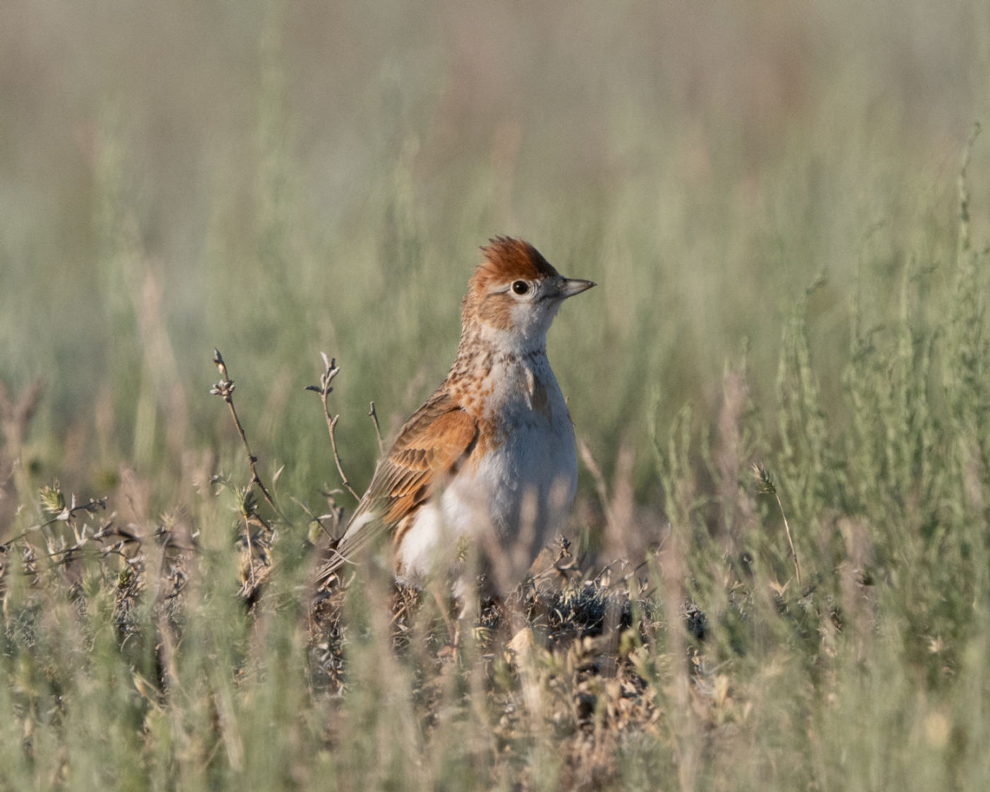 White-winged lark © Machiel Valkenburg