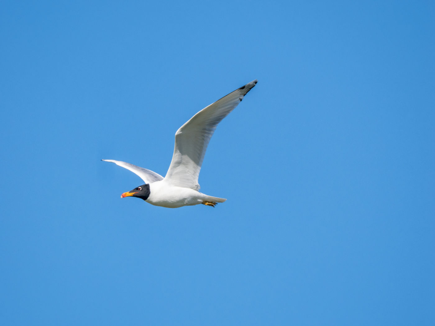 Pallas's gull © Machiel Valkenburg