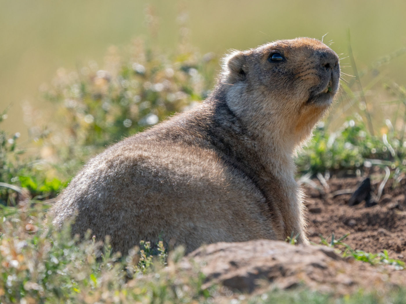 Bobakmarmot © Machiel Valkenburg