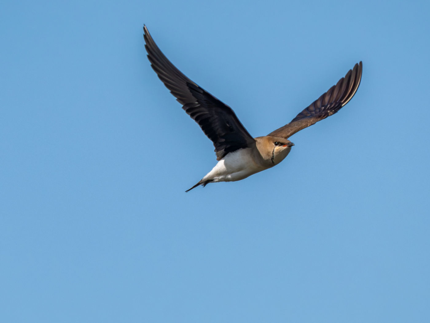 Black-winged pratincole © Machiel Valkenburg