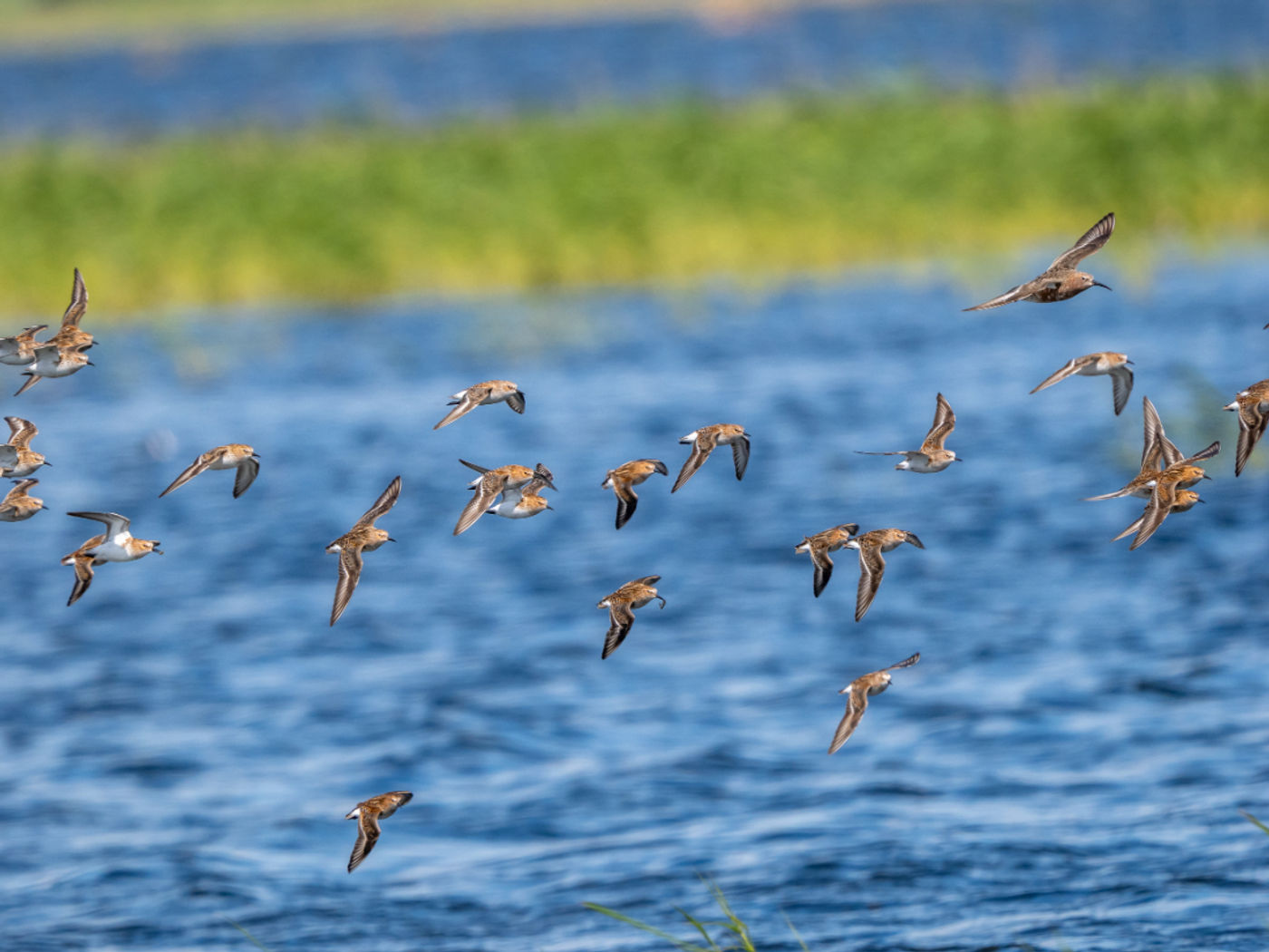 Little stints en een curlew sandpiper. © Machiel Valkenburg