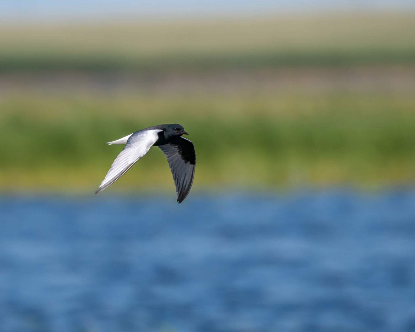 White-winged tern © Machiel Valkenburg