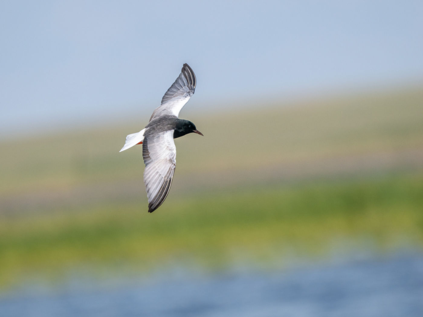 White-winged tern © Machiel Valkenburg