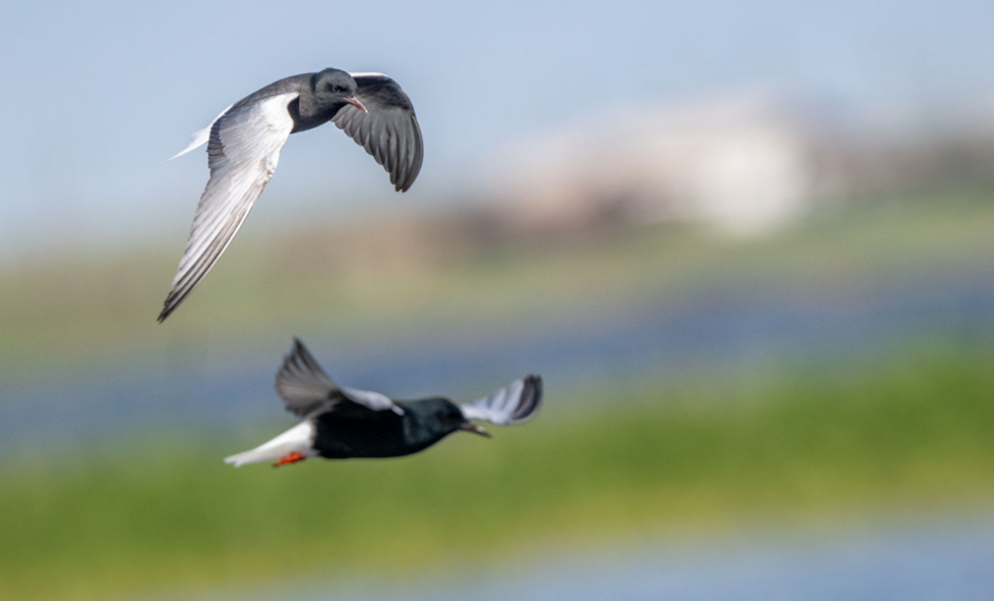 White-winged terns © Machiel Valkenburg