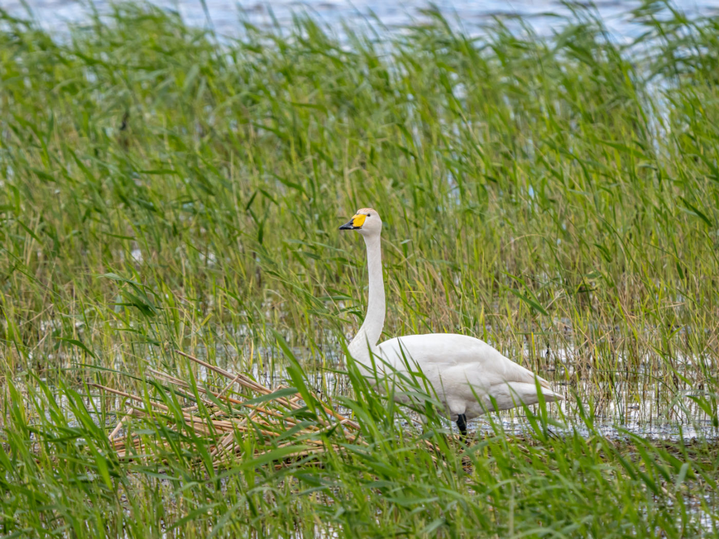 Whooper swan © Machiel Valkenburg