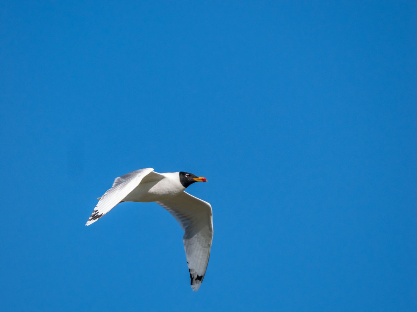 Pallas's gull © Machiel Valkenburg