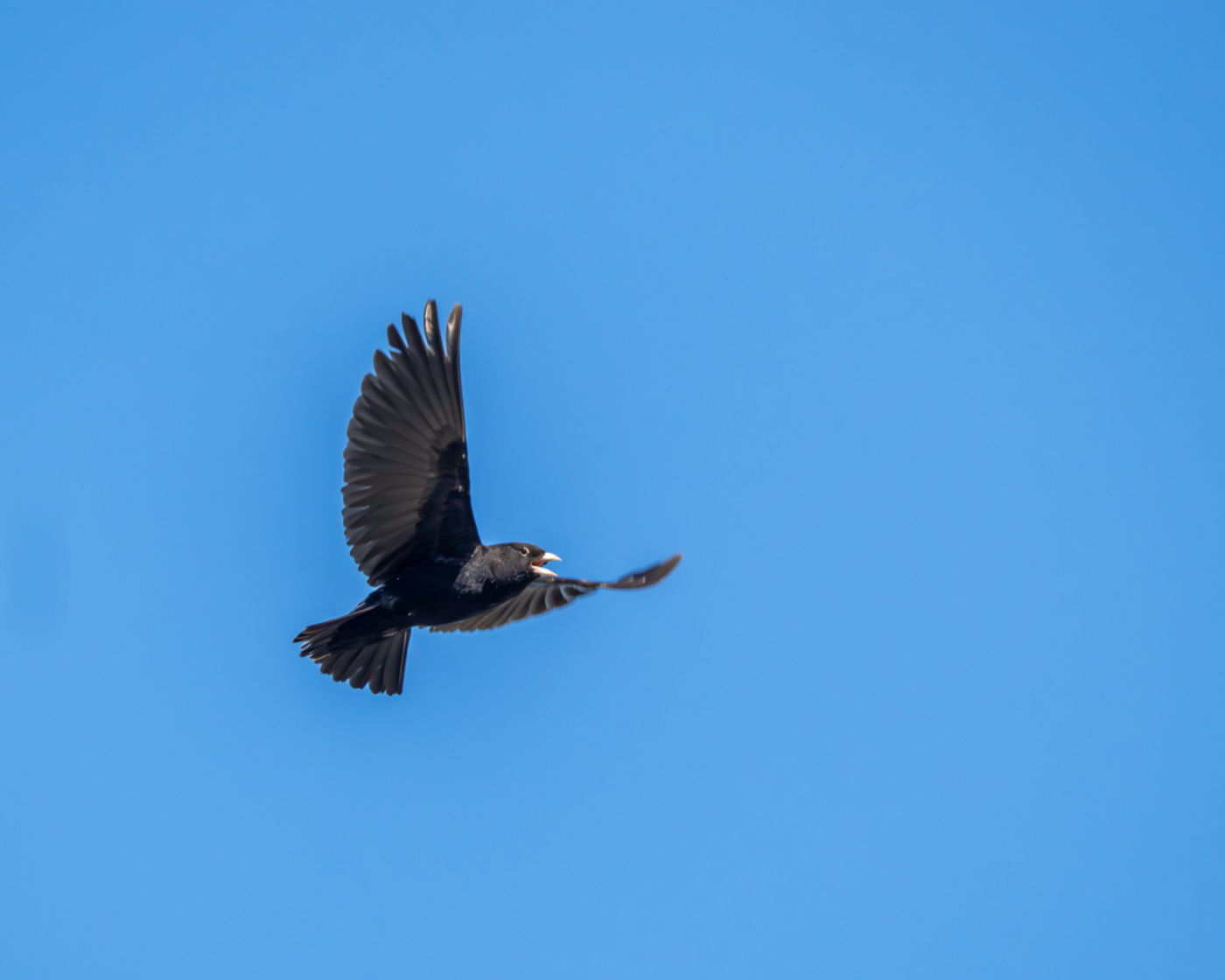 Black lark © Machiel Valkenburg