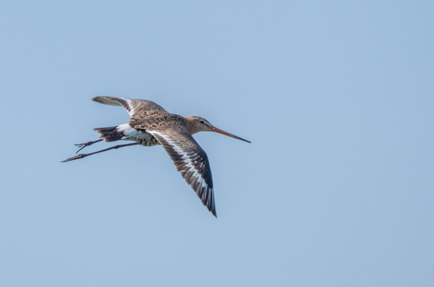 Black-tailed godwit © Machiel Valkenburg