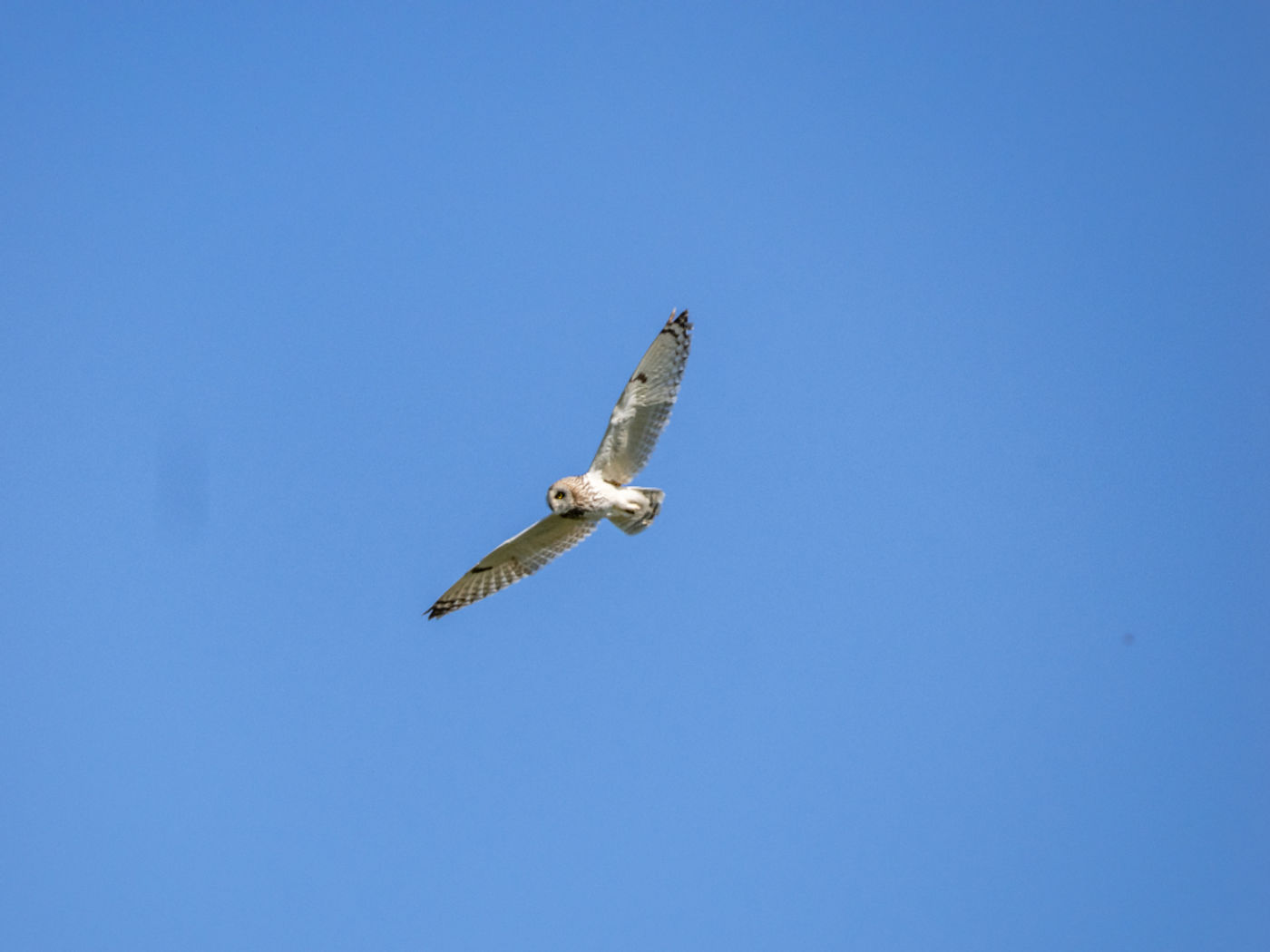 Short-eared owl © Machiel Valkenburg