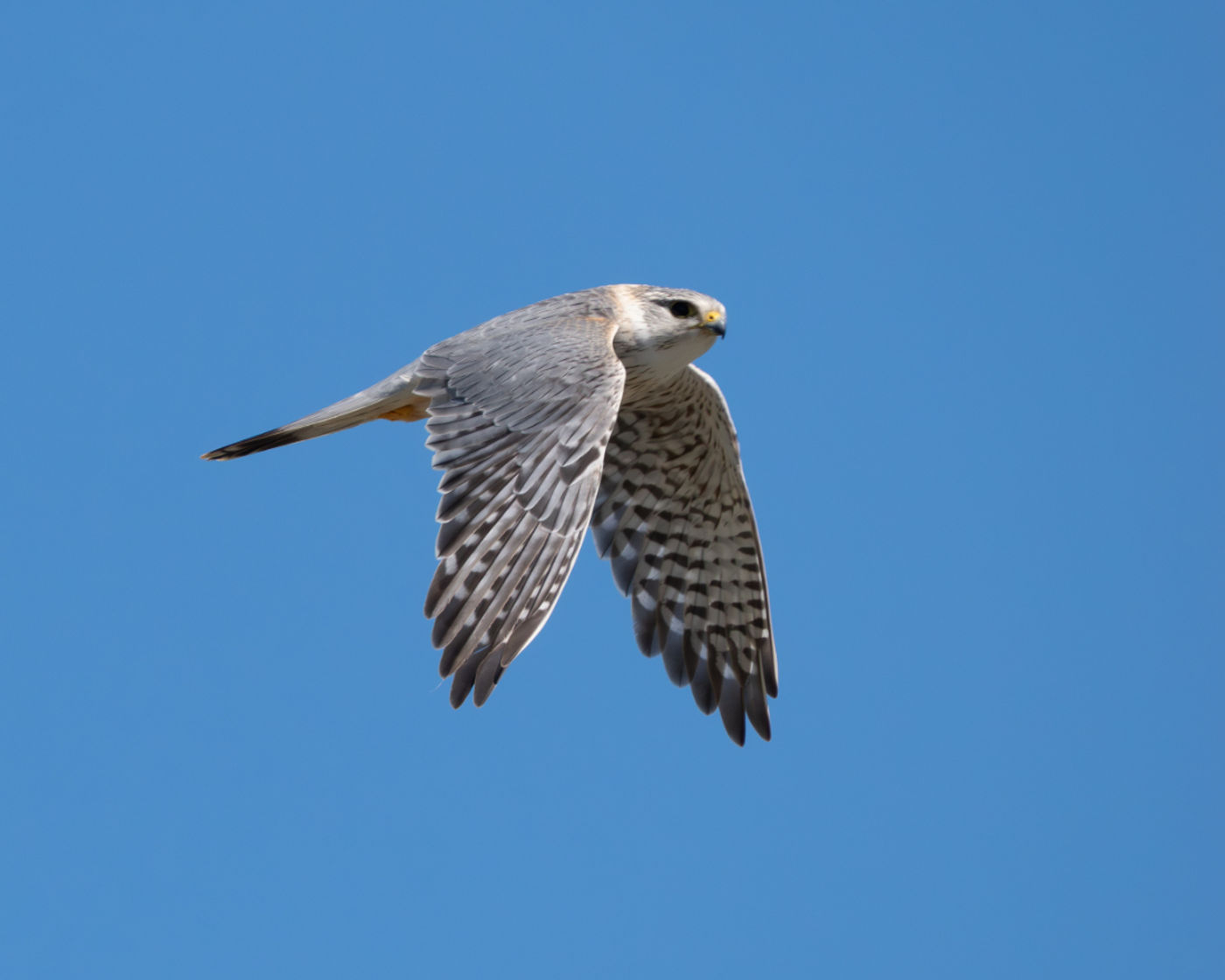 Merlin ssp pallidus © Machiel Valkenburg