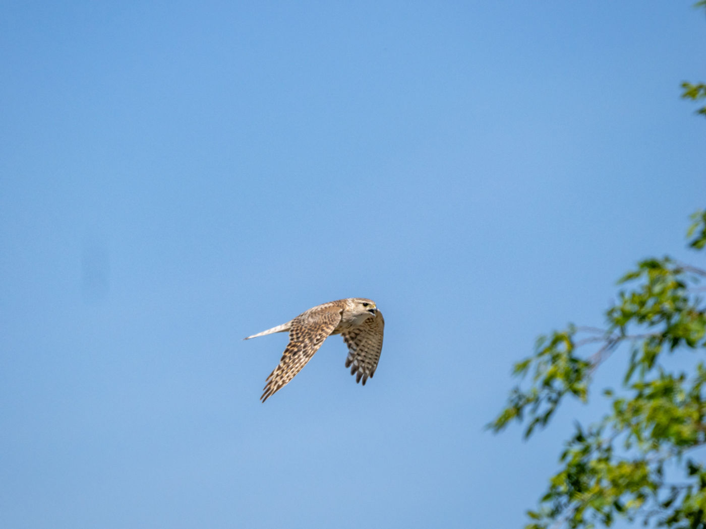 Merlin ssp pallidus © Machiel Valkenburg