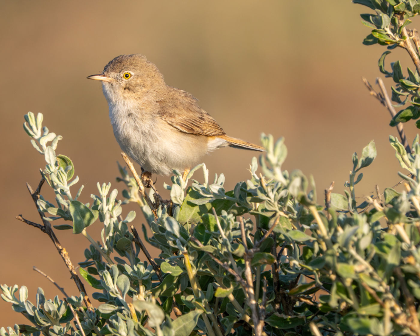 Asian desert warbler © Machiel Valkenburg