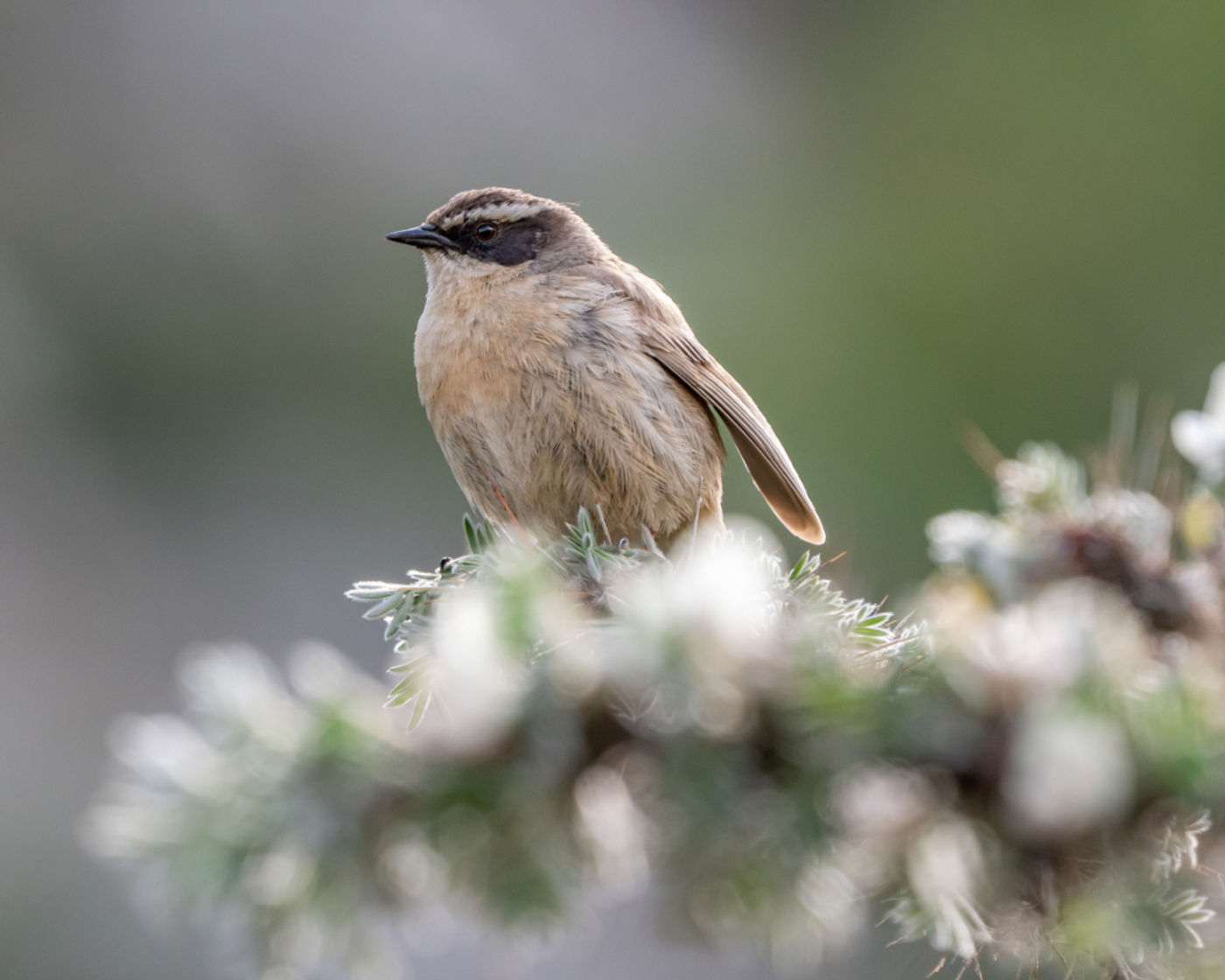 Black-throated accentor © Machiel Valkenburg