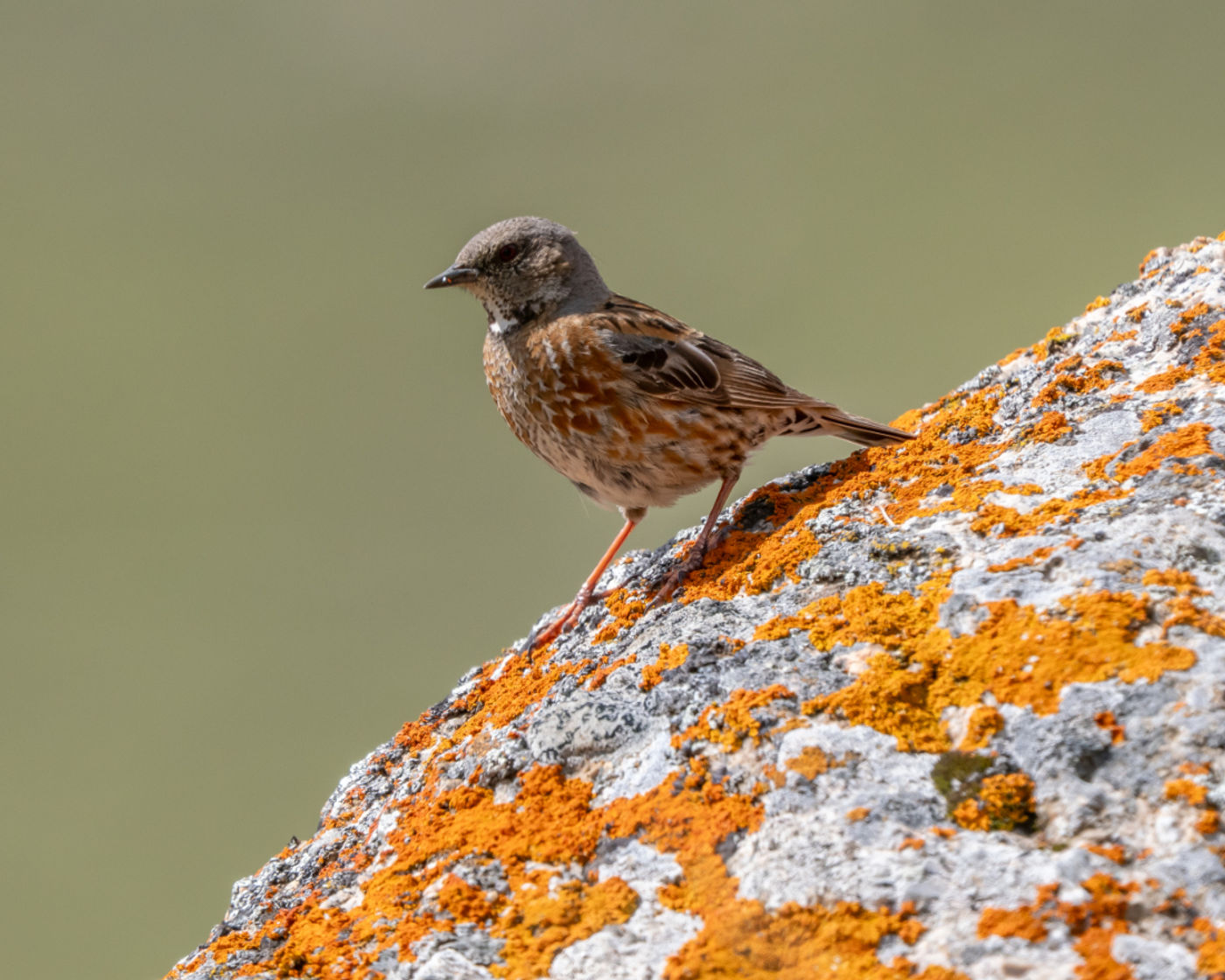 Alpine accentor © Machiel Valkenburg