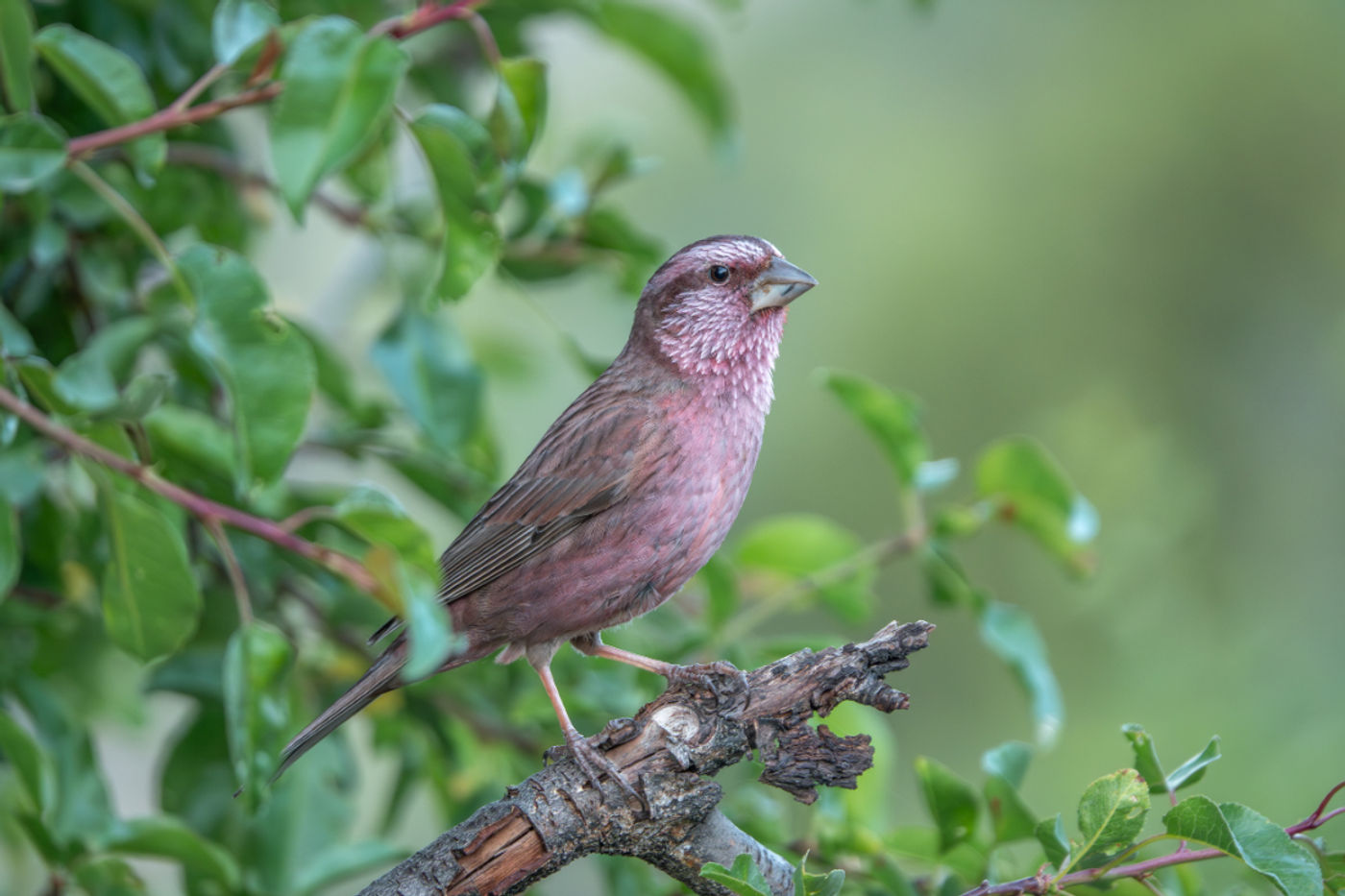 Blyth´s rosefinch © Erik Jansen