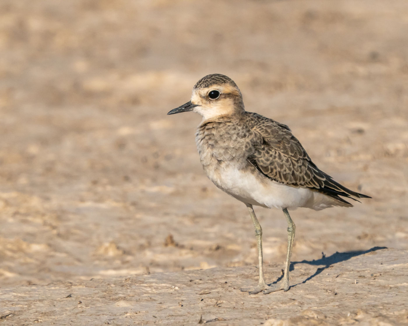 Caspian plover © Machiel Valkenburg
