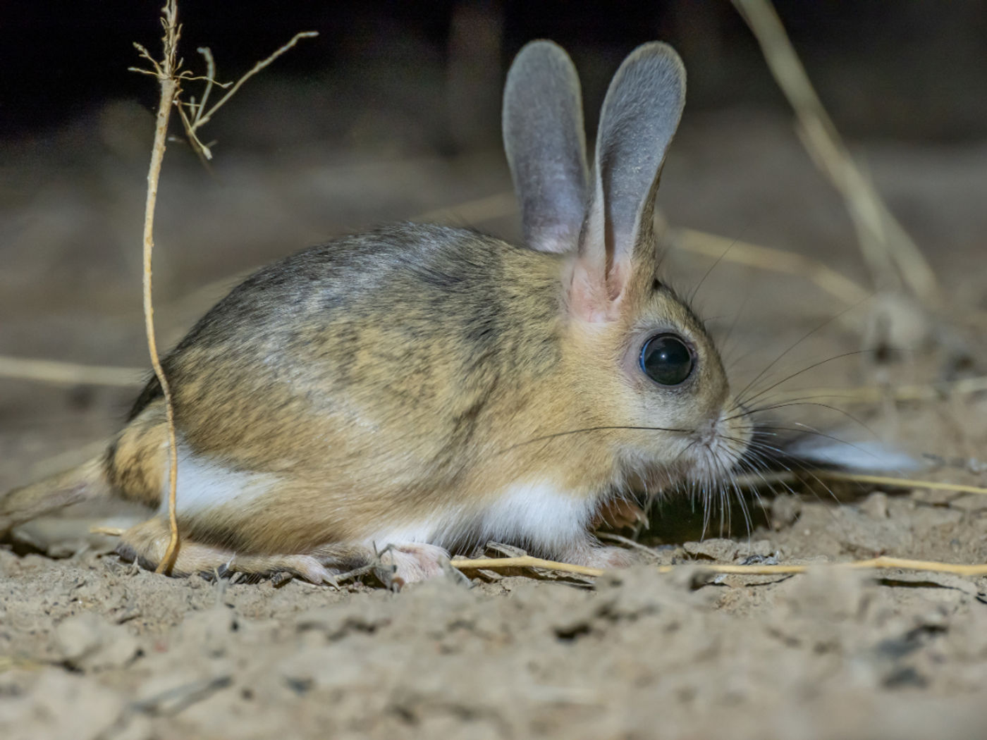 Vijfteendwergspringmuis © Machiel Valkenburg