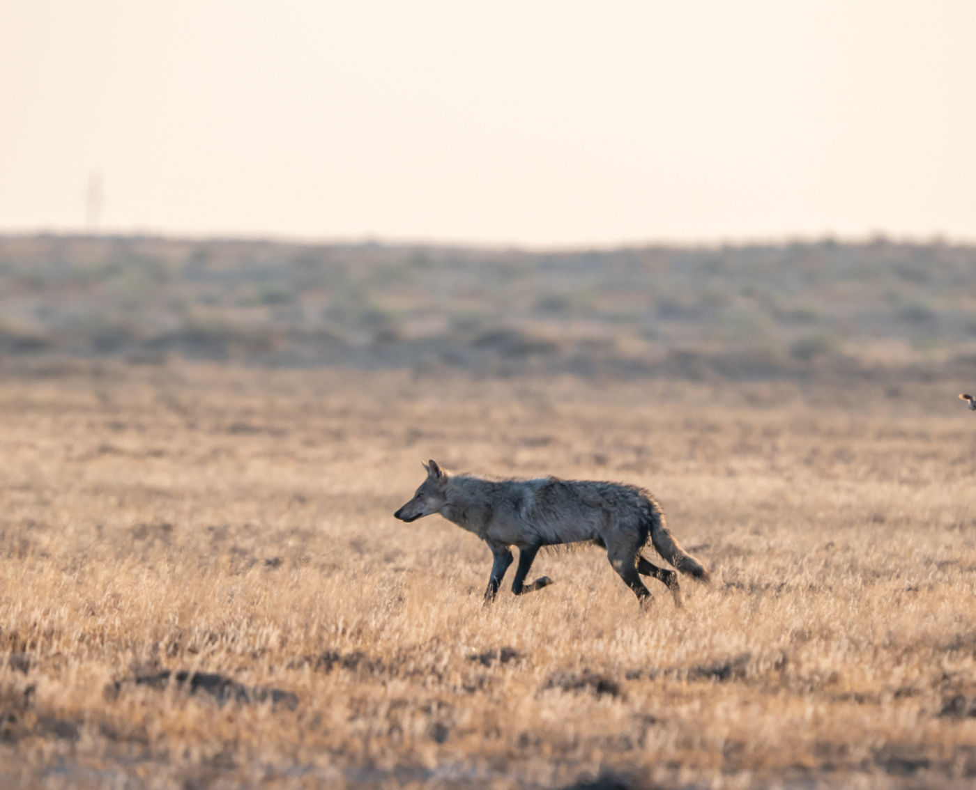 Wolf © Machiel Valkenburg