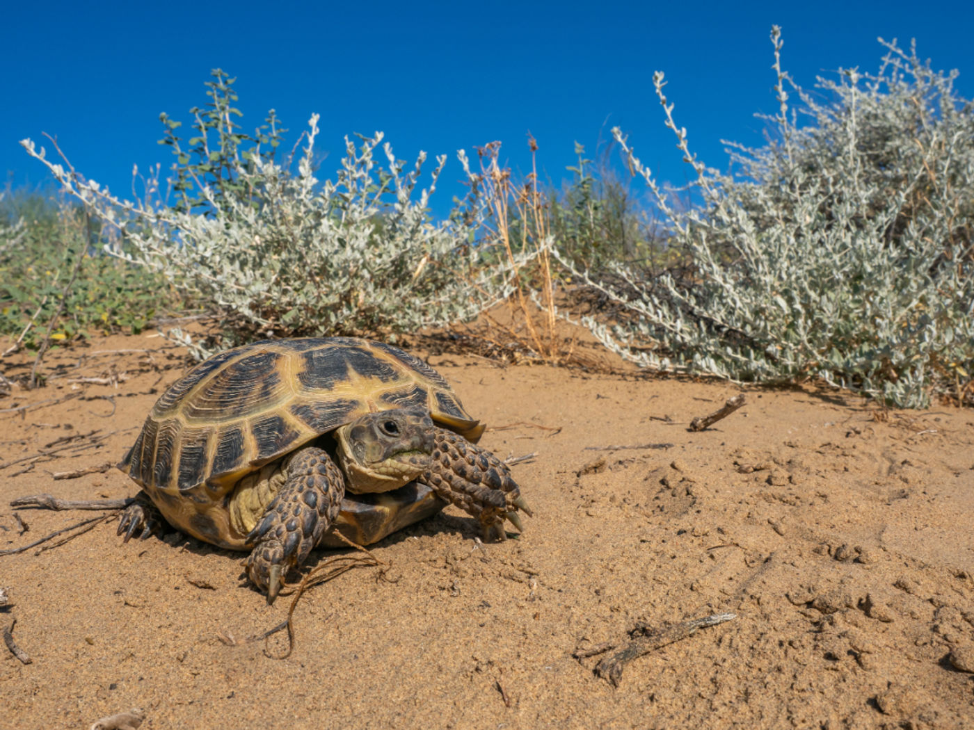 Vierteenlandschildpad © Machiel Valkenburg