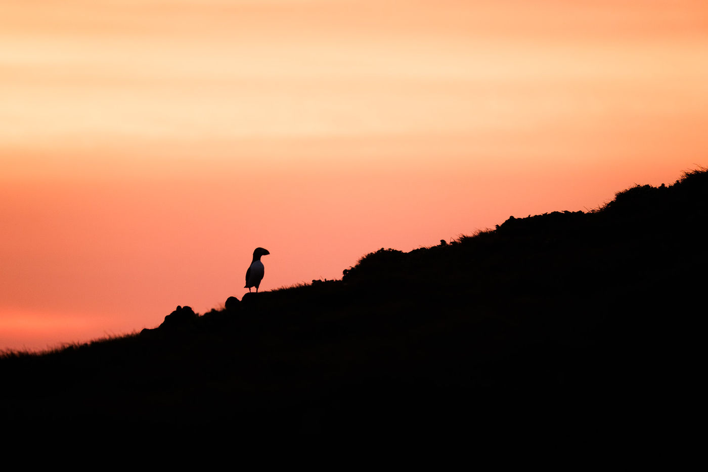 © Jeffrey Van Daele