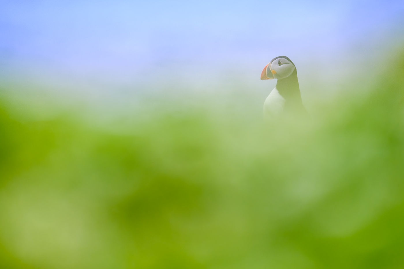 © Jeffrey Van Daele