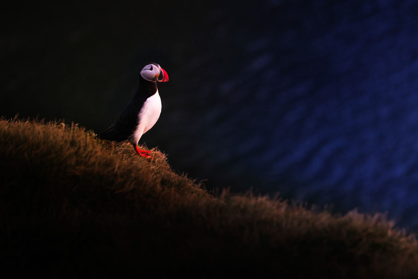 © Jeffrey Van Daele
